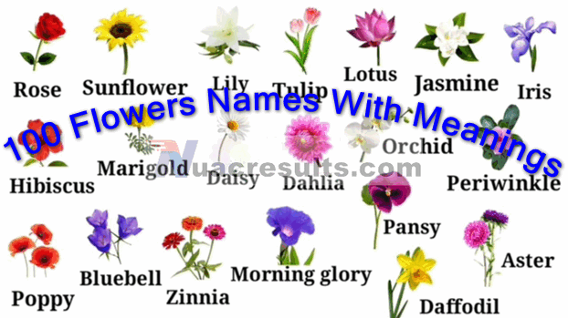 100 Flowers Names With Meanings